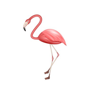 Gerçekçi flamingo. Beyaz arka planda izole edilmiş egzotik tropikal ya da Afrika pembe kuşu. Tasarım için güzel bir hayvan, egzotik tatil beldesi, deniz tatili konsepti. Vektör illüstrasyonu