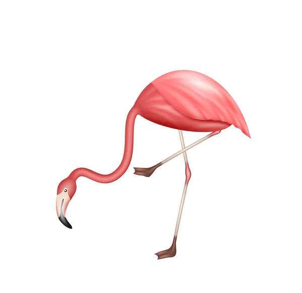 Flamingo Rosa Sobre Uma Perna Animal Exótico Realista Vida Selvagem — Vetor de Stock