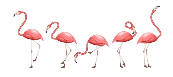 Flamingo Realistico Insieme Animale Tropicale Con Diverse Pose Isolate Sfondo — Vettoriale Stock