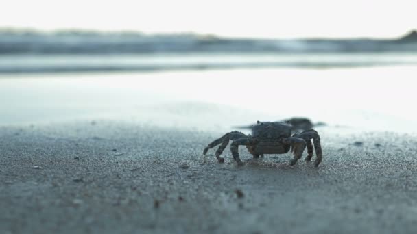 Crab și seara târzie frumoasă pe mare — Videoclip de stoc