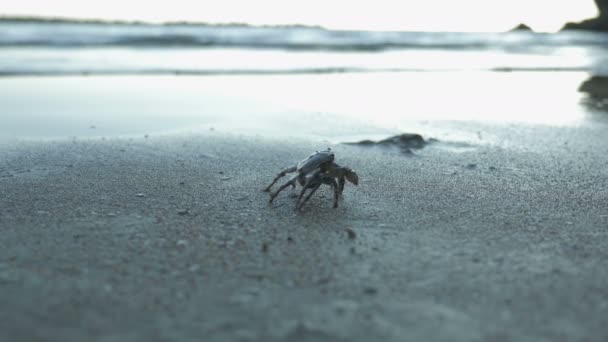 Crabe marche lentement le long du littoral — Video