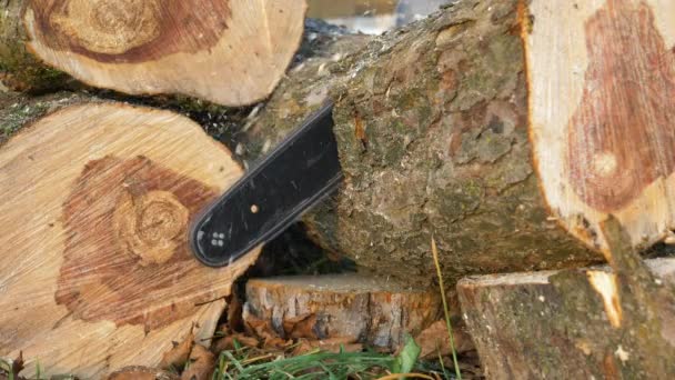 Motosserra cortando um tronco — Vídeo de Stock