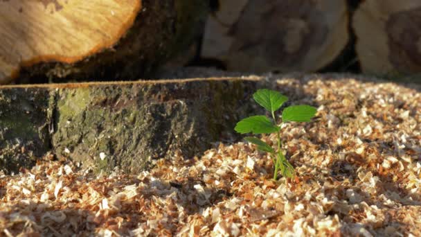 Malá rostlina blízko pokácených stromů. — Stock video