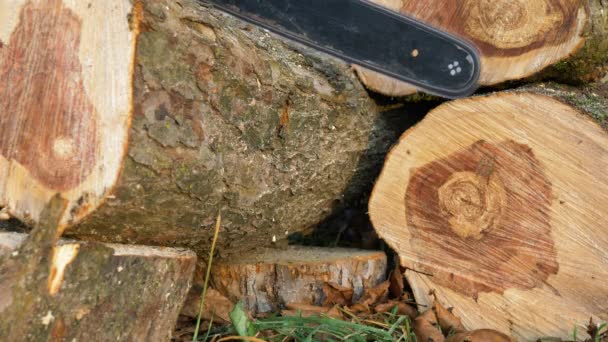 Taglio del legno con una motosega . — Video Stock