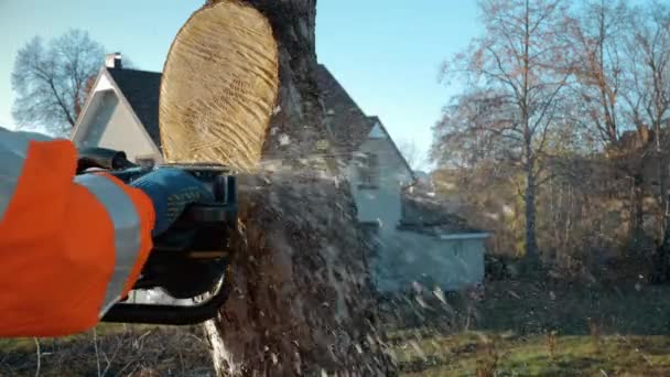 Menggergaji pohon dengan gergaji mesin pada ketinggian — Stok Video