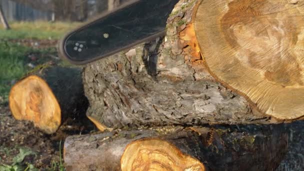 Cutting trunk with chainsaw — Videoclip de stoc