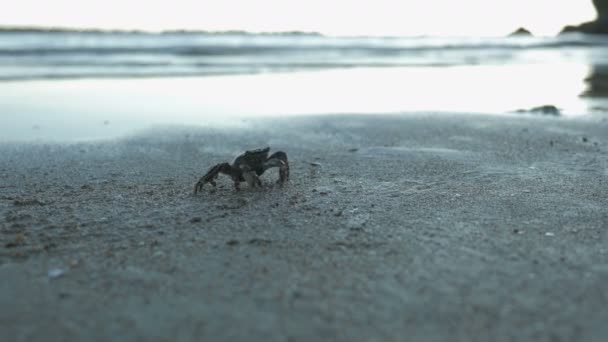 Krabbe und schöner Spätabend auf See — Stockvideo