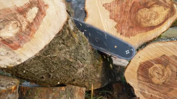 Kettensäge schneidet einen Baumstamm — Stockvideo