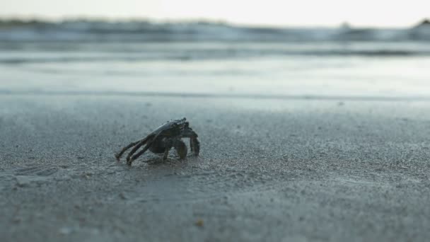 Granchio piccolo in sabbia sulla riva del mare. — Video Stock