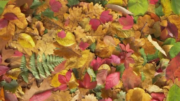 Вид на осенние листья сверху — стоковое видео