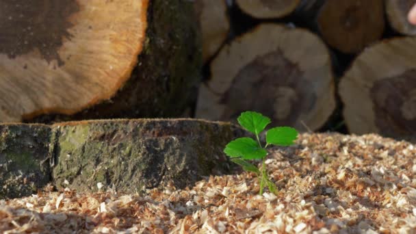 Pequeña planta cerca de árboles talados — Vídeos de Stock