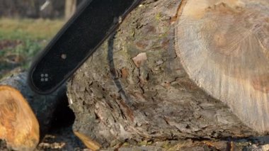 Using a chainsaw to cut firewood