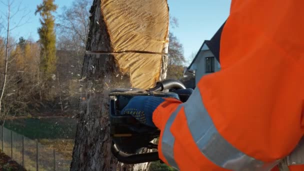 Sågar Träd Med Motorsåg Höjd Arborist Skogshuggare Skär Ett Träd — Stockvideo