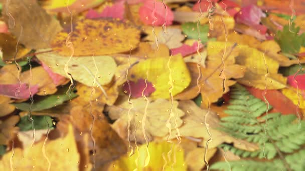 Tekoucí Kapky Deště Okenní Sklo Pestrobarevné Podzimní Listí Pozadí Animace — Stock video