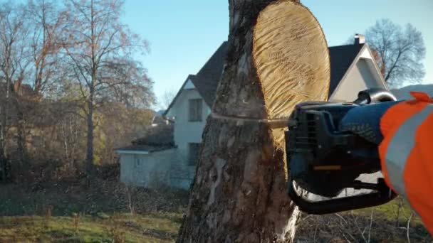 Tăierea Unui Copac Drujbă Înălțime Arborist Tăiere Copac Ferăstrău Lanț — Videoclip de stoc