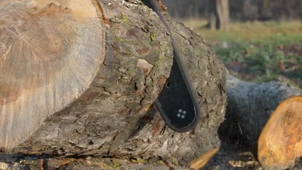 Αλυσοπρίονο Κόβει Κορμούς Δέντρων Χρησιμοποιώντας Αλυσοπρίονο Για Την Κοπή Καυσόξυλων — Αρχείο Βίντεο