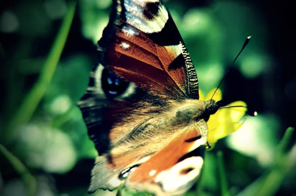 Fata Pavone Arancio Farfalla Con Occhio Puntino Blu — Foto Stock