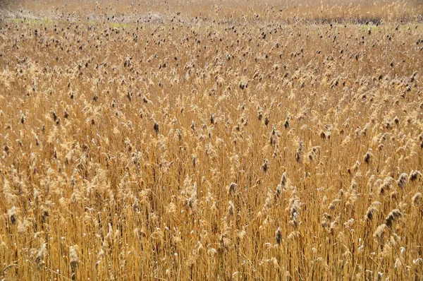 Seminativi Cereali Grano Semi Arare Prati Arancioni Campi Sole — Foto Stock