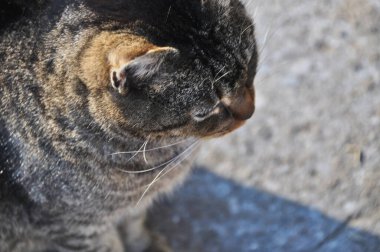 Sokak kedisi, evsiz, açık havada tüylü, kürklü, gömme portre.