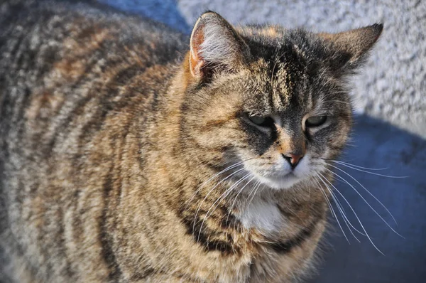 Bezdomny Samotny Kot Zewnątrz Puszysty Futro Pogrzeb Portret — Zdjęcie stockowe