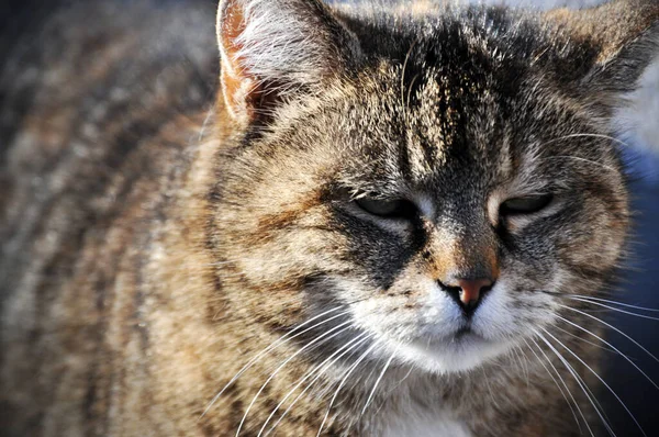 Bezdomny Samotny Kot Zewnątrz Puszysty Futro Pogrzeb Portret — Zdjęcie stockowe