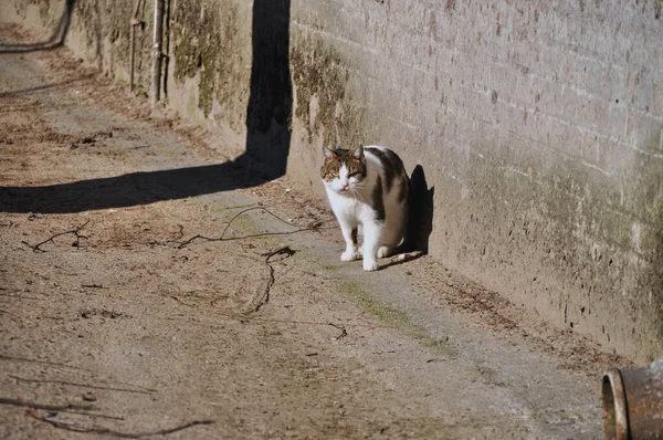 Vagabondo Senzatetto Singolo Gatto All Aperto Soffice Pelliccia Patch Macchiato — Foto Stock