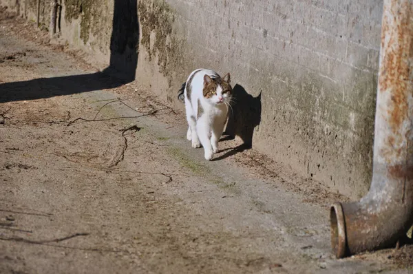 Bezdomny Samotny Kot Zewnątrz Puszyste Futro Plamki Spaceru Przez Ścianę — Zdjęcie stockowe