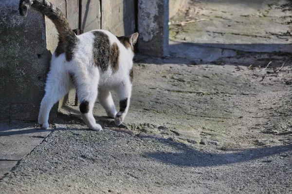 Bezdomny Samotny Kot Zewnątrz Puszyste Futro Plamki Jest Przymilanie Się — Zdjęcie stockowe