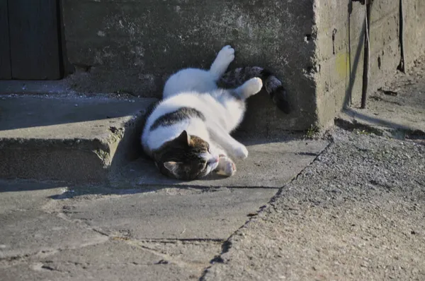 Bezdomny Samotny Kot Zewnątrz Puszyste Futro Plamki Jest Przymilanie Się — Zdjęcie stockowe