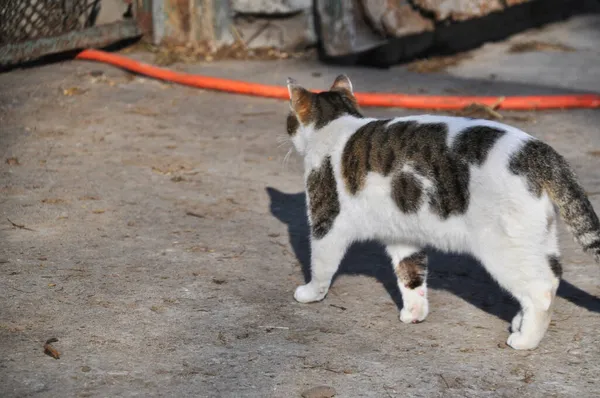 Bezdomny Samotny Kot Zewnątrz Puszyste Futro Plamki Powrotem — Zdjęcie stockowe
