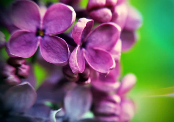 Розовый Фиолетовый Лиловый Цветок Головы Фиолетовый Один Веточка Кустарника Beaytiful — стоковое фото
