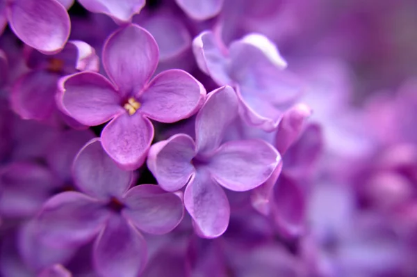 Pink Purple Lilak Flower Head Violet Single Twig Shrub Beaytiful — Stock Photo, Image