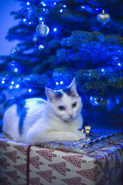 Mavi bir noel ağacının altında, mavi noel ağacının altında, renkli mavi Noel ışıkları demetleri arasında beyaz bir kedi.