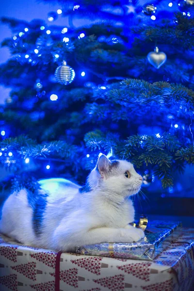 Boże Narodzenie Biały Kot Plastry Pod Niebieskim Choinki Między Prezenty — Zdjęcie stockowe