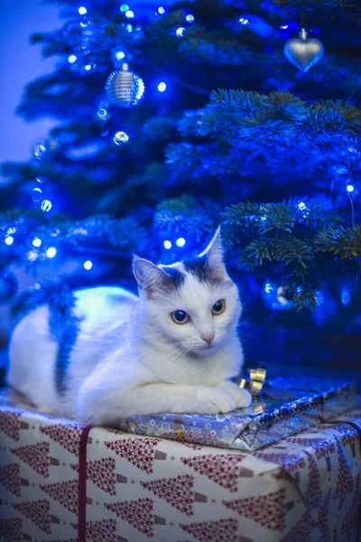 圣诞节白色的猫在蓝色的圣诞树下 在五彩缤纷的蓝色圣诞灯束之间 成片地排列着 图库图片