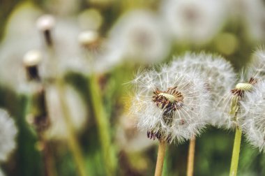 green spring meadow a large group of dandelions, flower seeds background