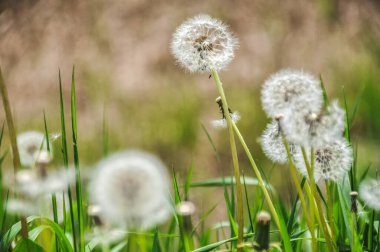 green spring meadow a large group of dandelions, flower seeds background