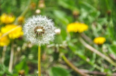 green spring meadow a large group of dandelions, flower seeds background; yellow flower