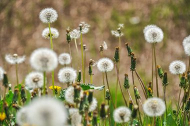 green spring meadow a large group of dandelions, flower seeds background