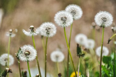 green spring meadow a large group of dandelions, flower seeds background
