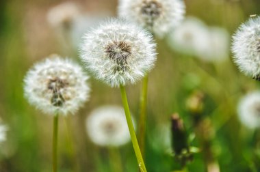 green spring meadow a large group of dandelions, flower seeds background
