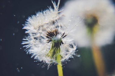 green spring meadow close-up on dandelion flower seeds, sow; water drops dark background