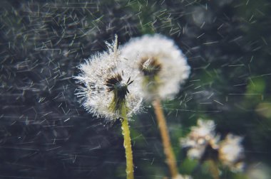 green spring meadow close-up on dandelion flower seeds, sow; water drops dark background