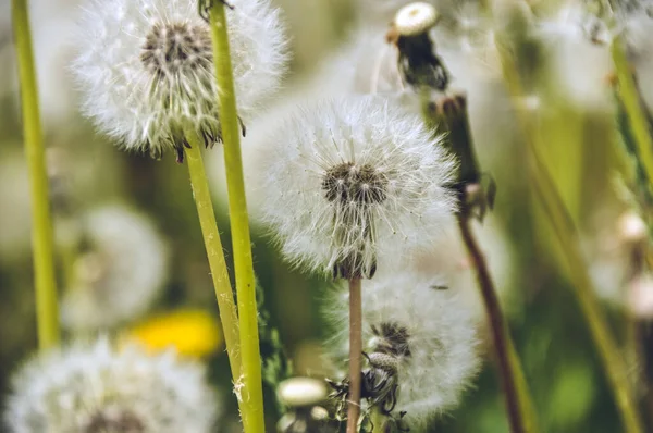 green spring meadow a large group of dandelions, flower seeds background a lot