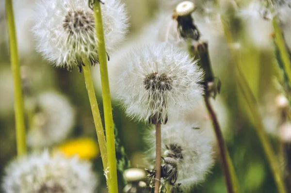 Green Spring Meadow Large Group Dandelions Flower Seeds Background Lot — Stockfoto