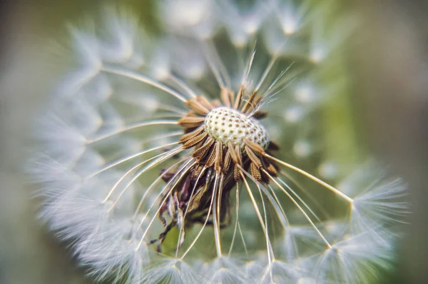 Green Spring Meadow Close Dandelion Flower Seeds Sow — Stock fotografie