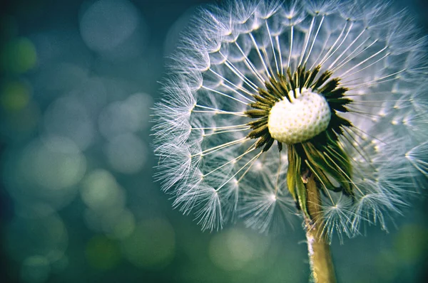 Green Spring Meadow Close Dandelion Flower Seeds Sow Blue Background — Stock Fotó