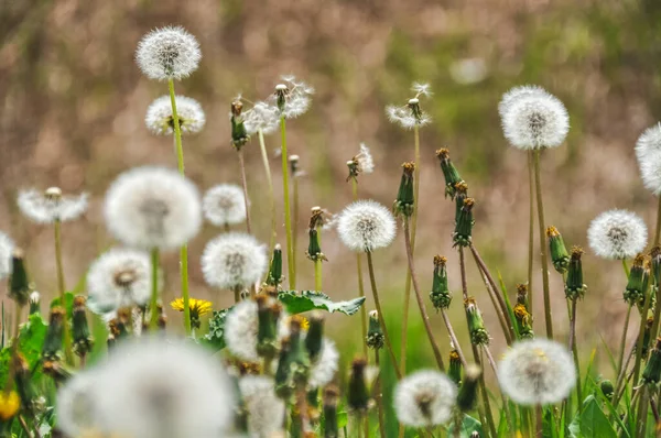 green spring meadow a large group of dandelions, flower seeds background