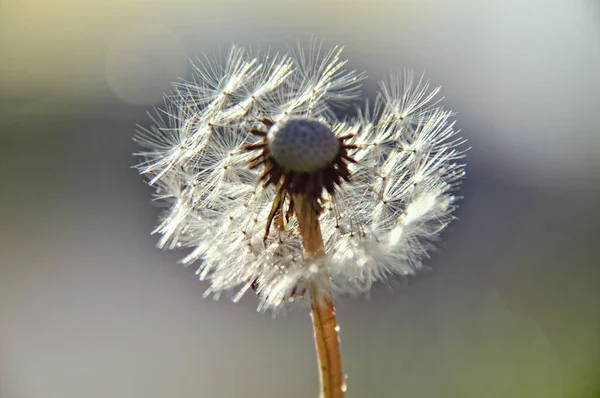 Green Spring Meadow Close Dandelion Flower Seeds Sow Sun Light — Stock Photo, Image