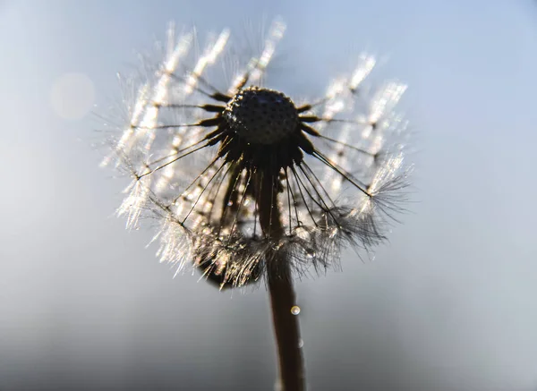 Green Spring Meadow Close Dandelion Flower Seeds Sow Sun Light — Stock fotografie